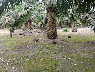 palm oil business in nigeria